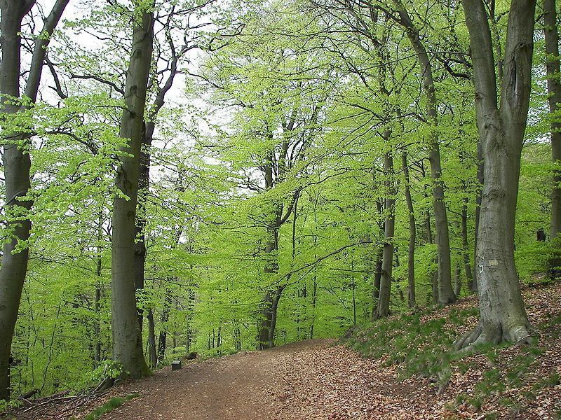 Copeaux d'érable - GBS bois de chauffage