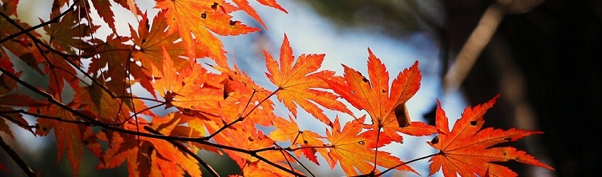 10 conseils pour préparer son extérieur à l’automne